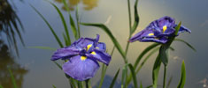 flowers in water